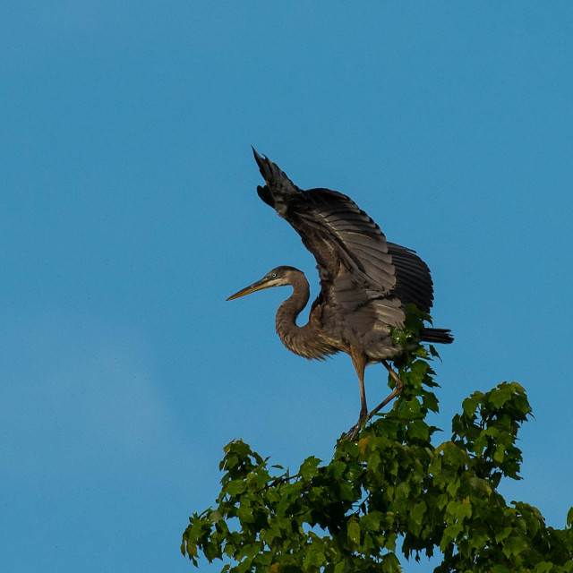 Heron on treetop