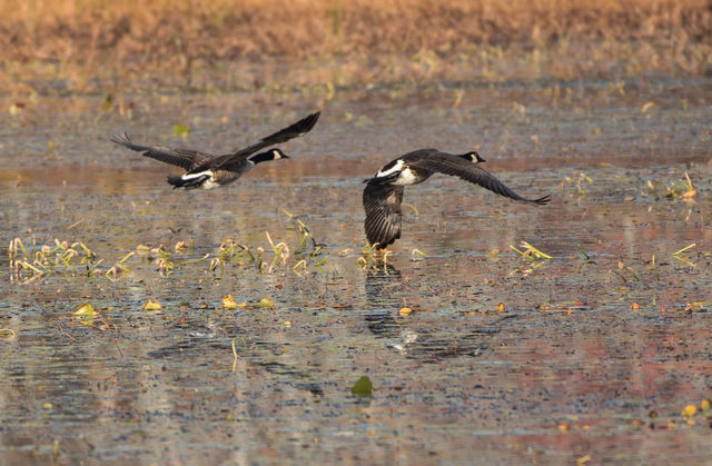 Canadian Geese