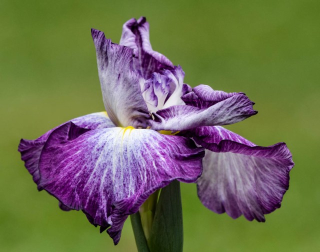 Purple Phoenix