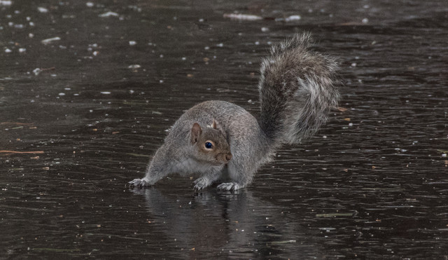 Squirrel on IceMM
